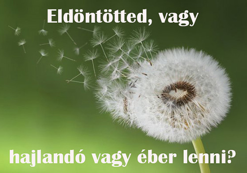 eldöntötted